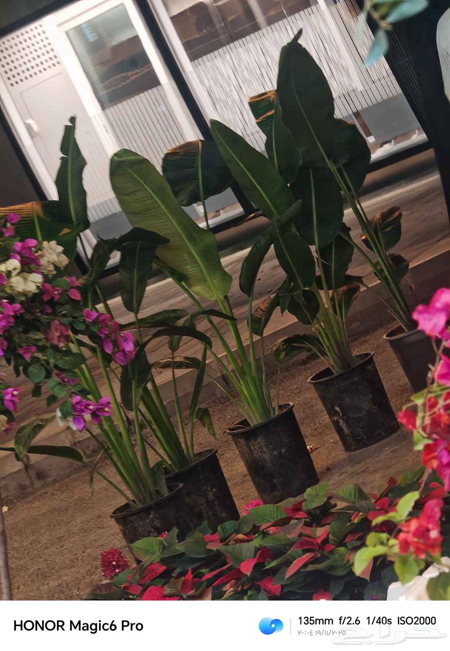 Natural grass farming and installation of regular and automatic irrigation networks64474042445443112