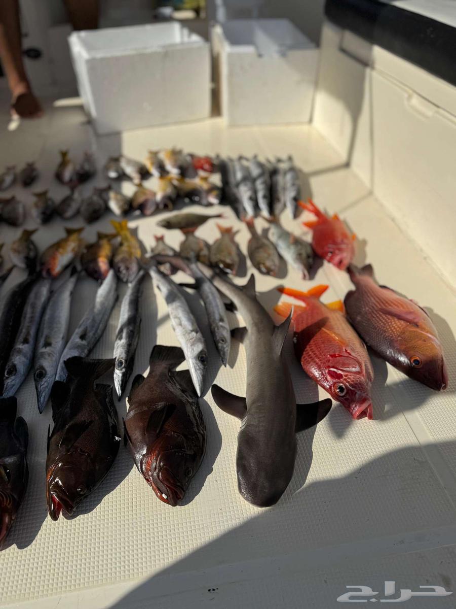 رحلات صيد رحلة بياضه رحلات بحريه64473932011266112