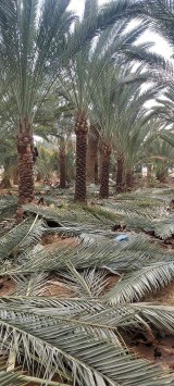 نعمل في مجال النحيل تنظيف وقلع64473997370754111