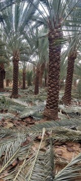 نعمل في مجال النحيل تنظيف وقلع64473997370754112