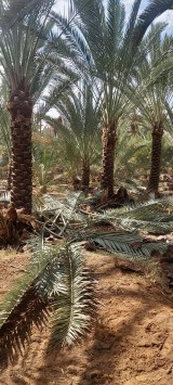 نعمل في مجال النحيل تنظيف وقلع64473997370754110