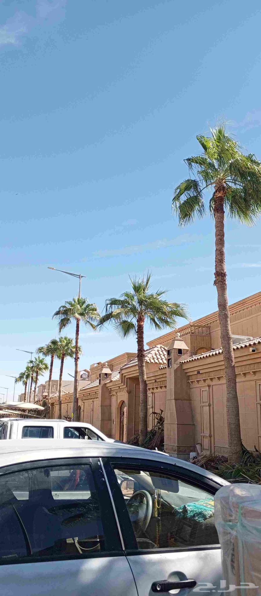 Trimming, cleaning, pruning of Arabian and Washingtonia palm trees, and changing the soil64473774398465112