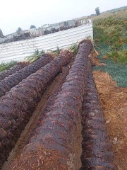 نعمل في مجال النحيل تنظيف وقلع64473997370754114