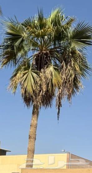 Trimming, cleaning, pruning of Arabian and Washingtonia palm trees, and changing the soil64473774398465113