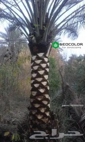 Palm tree trimming, cutting and removal of trees, and natural grass planting64474012770562114