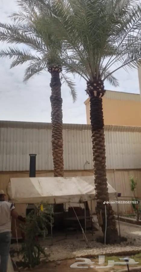 Palm tree trimming, cutting and removal of trees, and natural grass planting64474012770562111