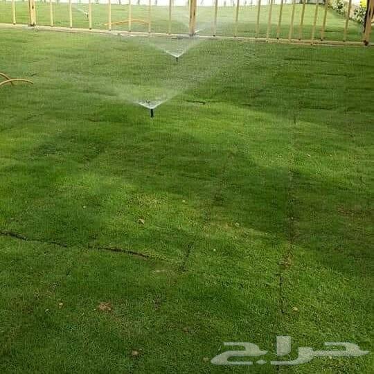 تنسيق حدائق زرع نخيل ورود طبيعي تيل طبيعي64481305168771110