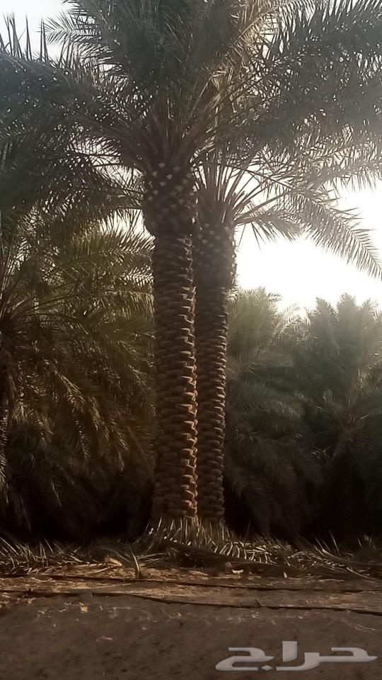 Abu Ibrahim for Supplying and Installing All Types of Palm Trees and Fences WhatsApp64474074251523112