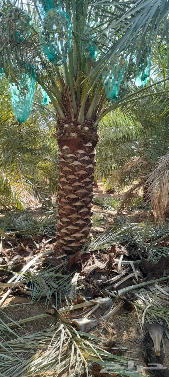 Abu Khalid for General Contracting, installing farm and rest house fences64459928086785113