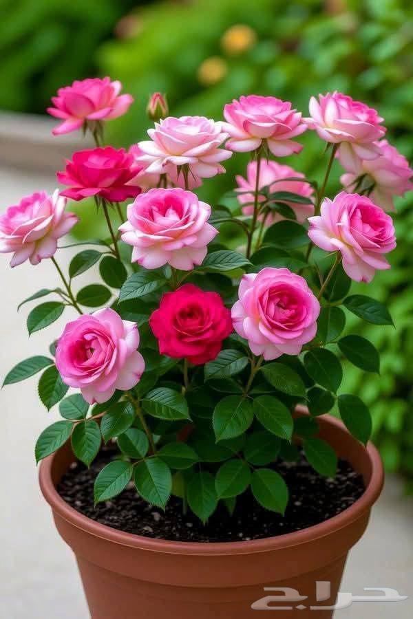 مزارع للحدائق الفلل والاستراحات في شمال الرياض64459806227458111