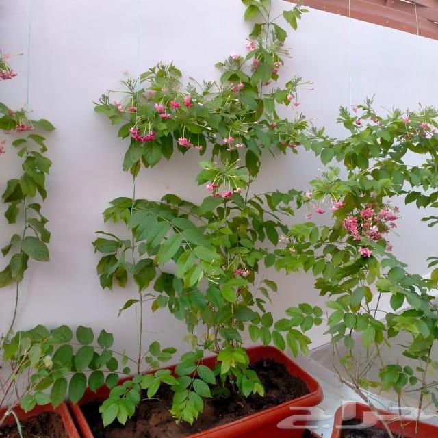 تنسيق حدائق زرع نخيل ورود طبيعي تيل طبيعي64481305168771112