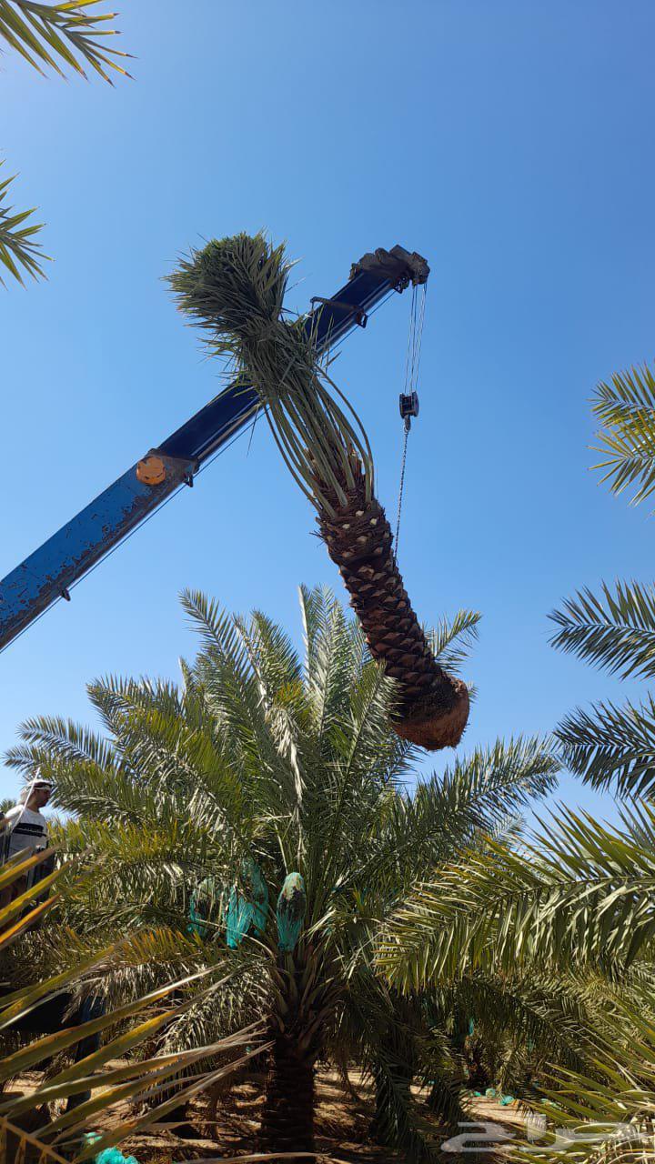 Abu Khalid for General Contracting, installing farm and rest house fences64459928086785114