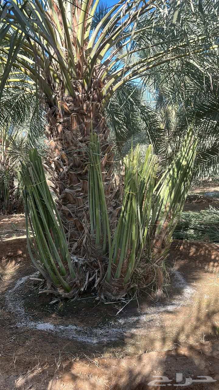 يوج لدينا جميع انواع انخيل عربي واشنطن64473868266627112