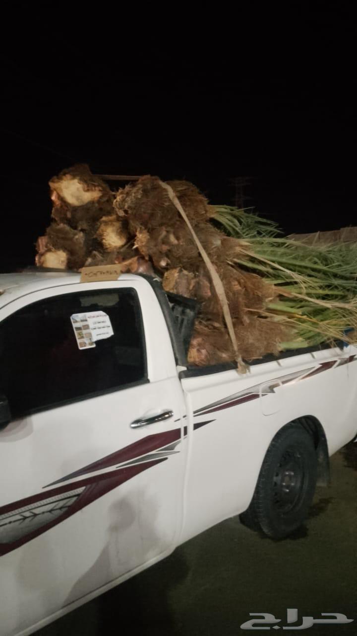 All types of palm trees and trees64474090449026110