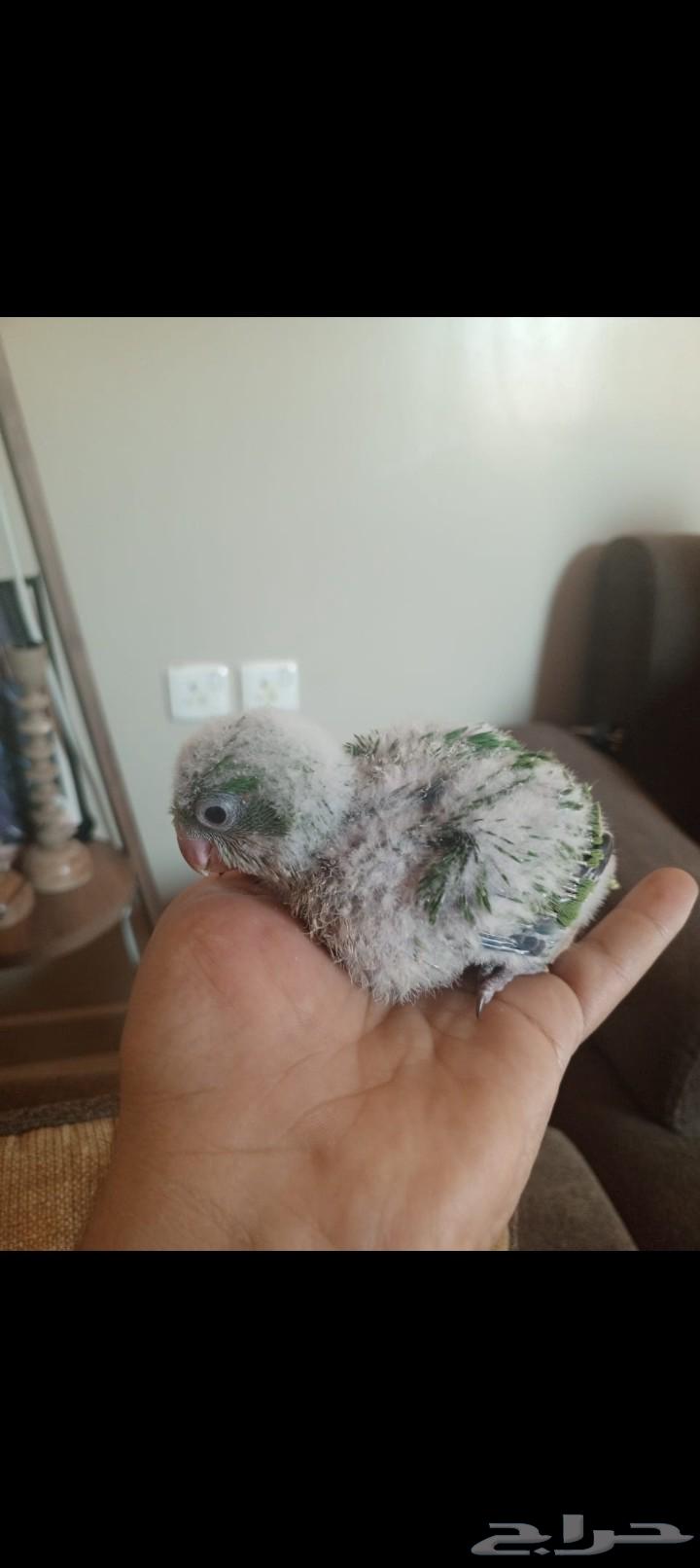 فرخين كويكر انتاج محلي سوبر جامبو ماشاء الله64459912578307110