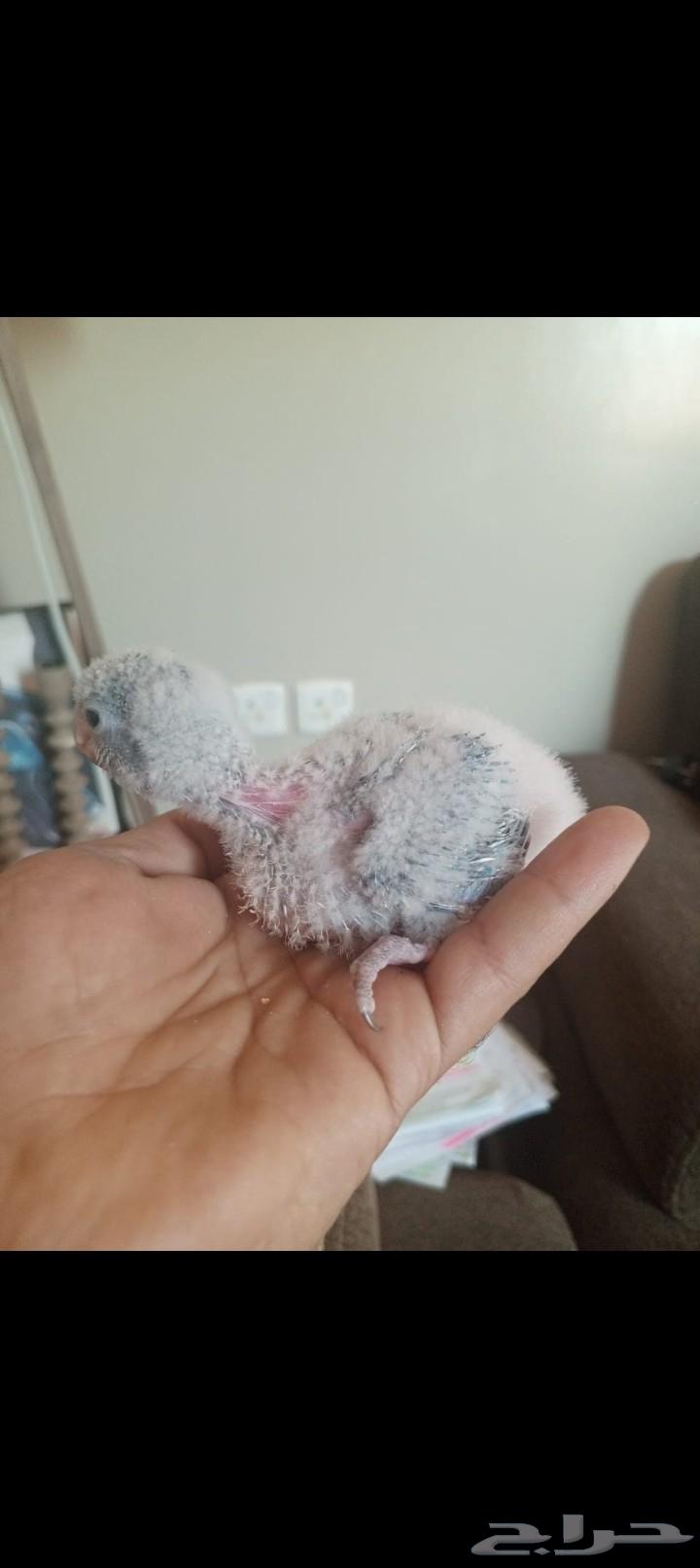 فرخين كويكر انتاج محلي سوبر جامبو ماشاء الله64459912578307111