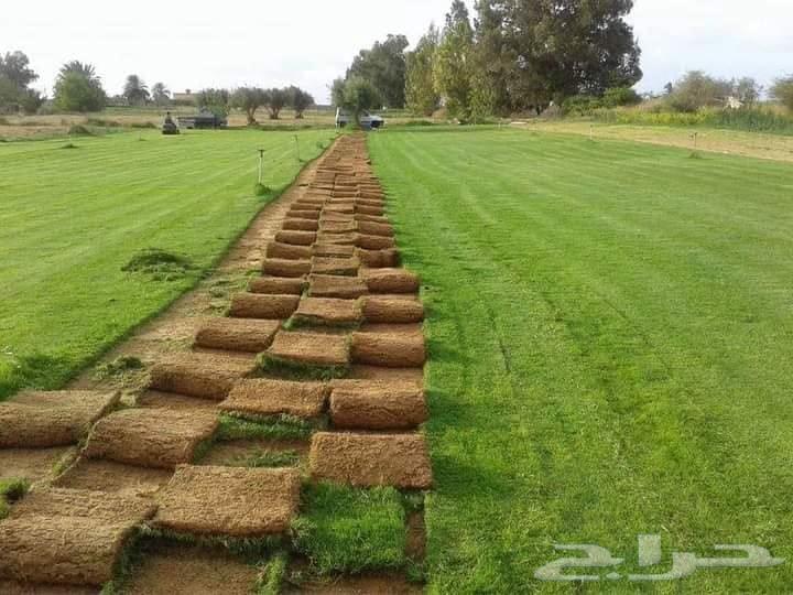 تنسيق حدائق زرع نخيل ورود طبيعي تيل طبيعي64481305168771113