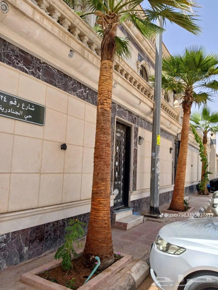 Palm tree trimming, cutting and removal of trees, and natural grass planting64474012770562110