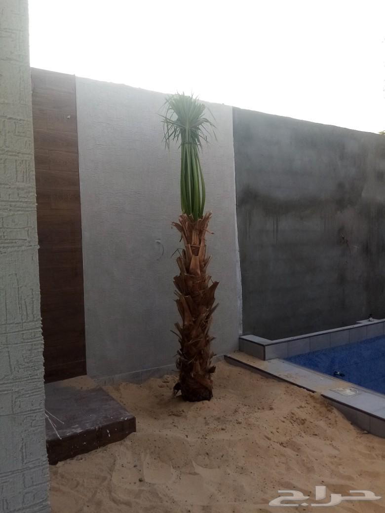Abu Ibrahim for Supplying and Installing All Types of Palm Trees and Fences WhatsApp64474074251523113