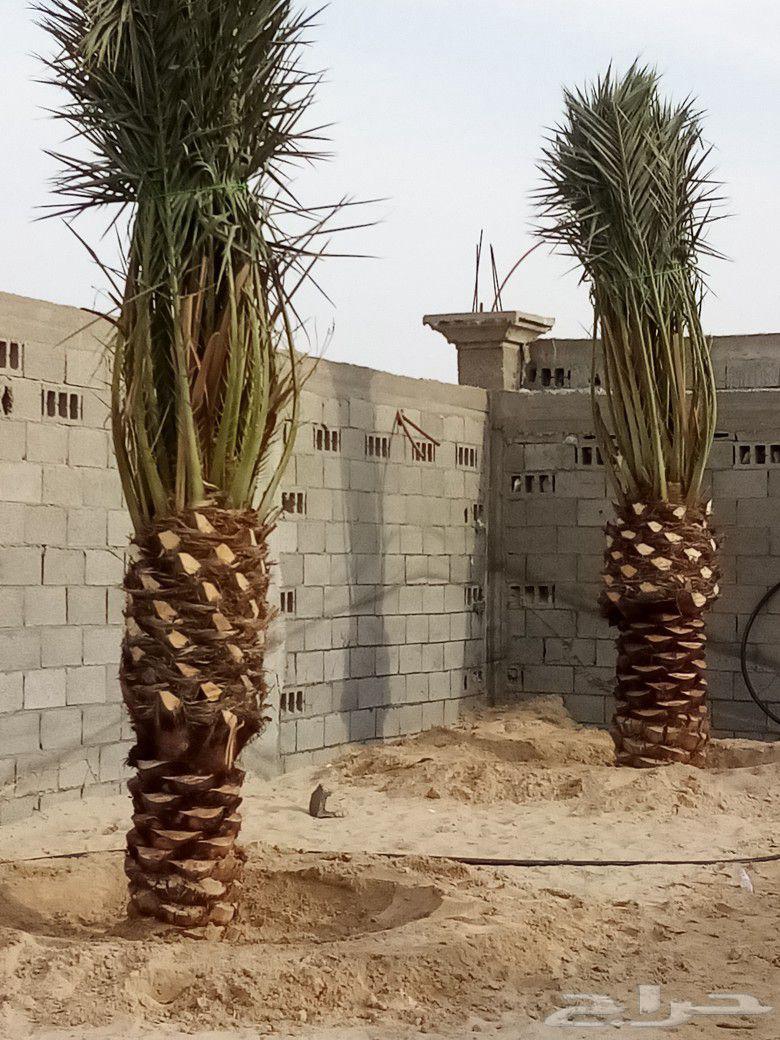 Abu Ibrahim for Supplying and Installing All Types of Palm Trees and Fences WhatsApp64474074251523111