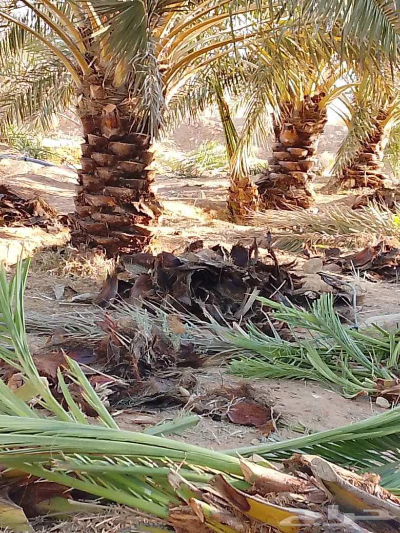 صيانة النخيل تكريب وتنظيف64473916419329111