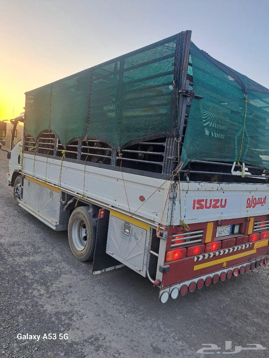 دنا طابقين نقل غنم64473804894722110