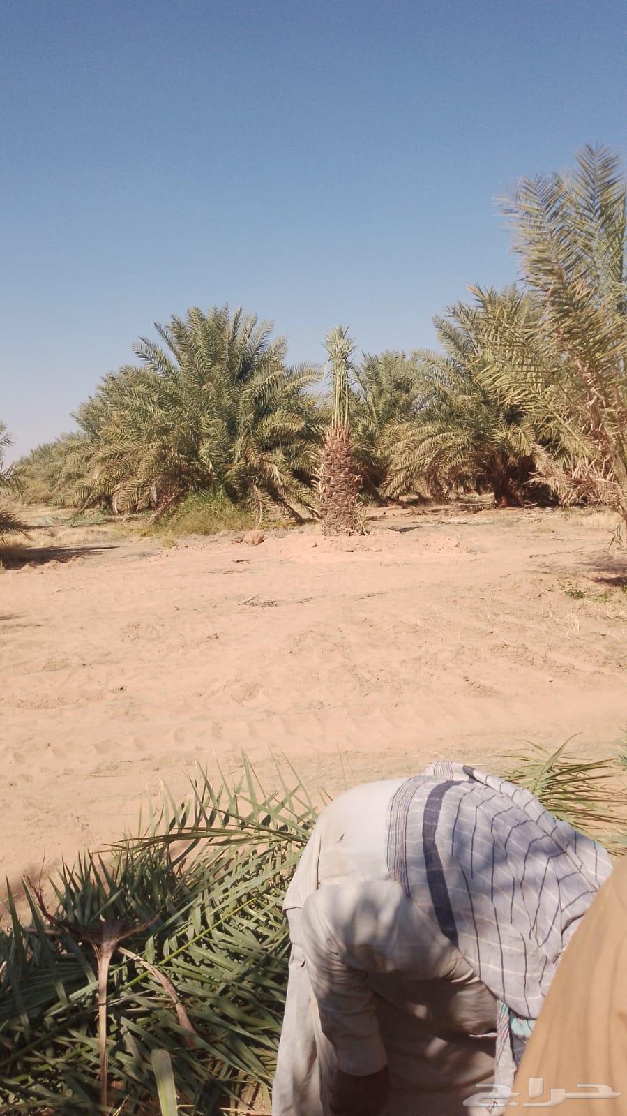 All types of palm trees and trees64474090449026112