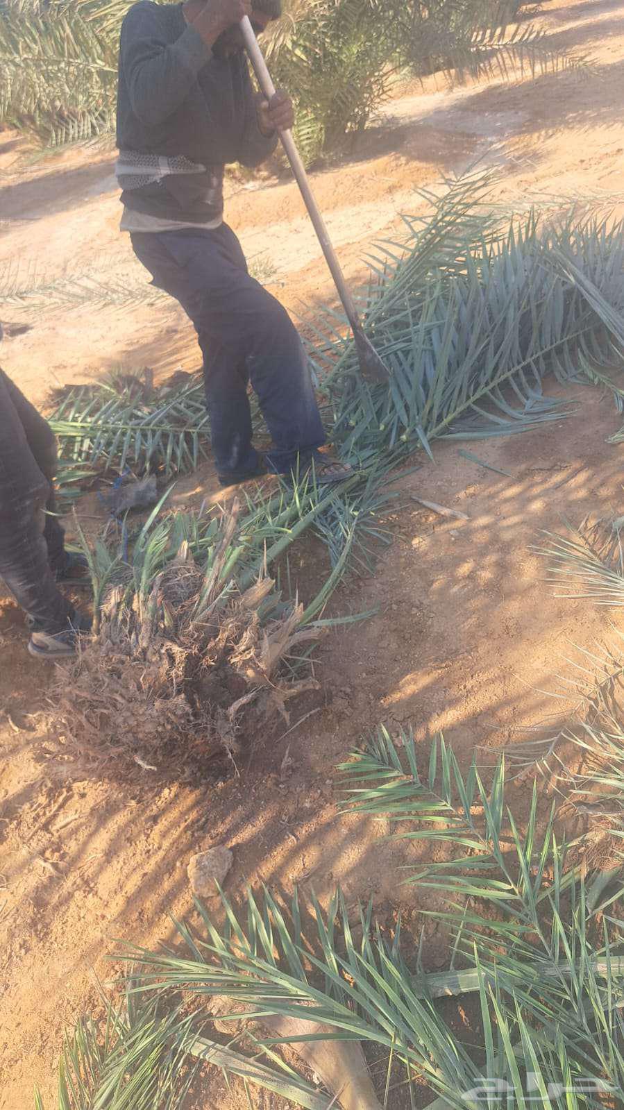 All types of palm trees and trees64474090449026113