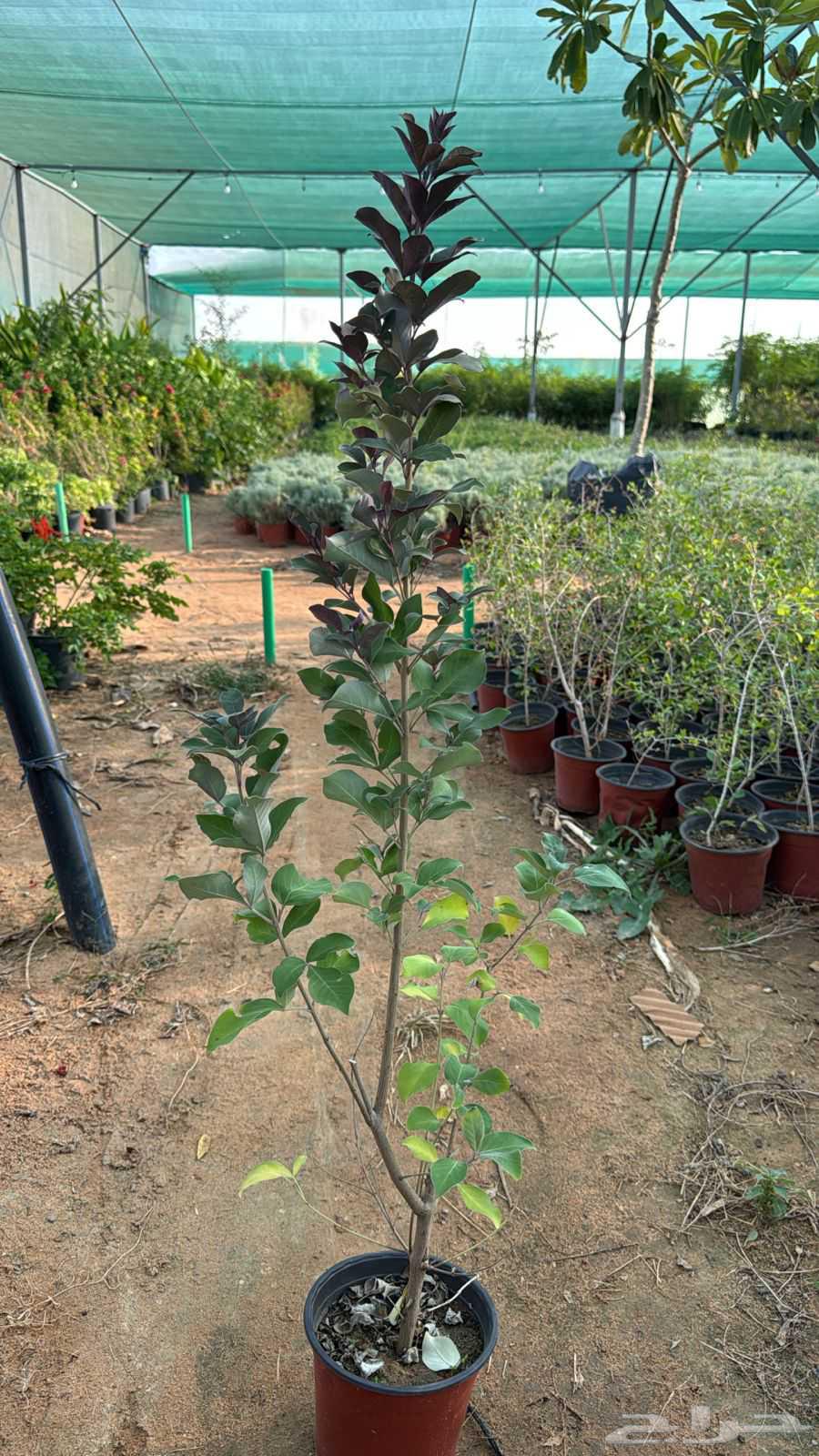 Abu Khalid for General Contracting, installing farm and rest house fences64459928086785110