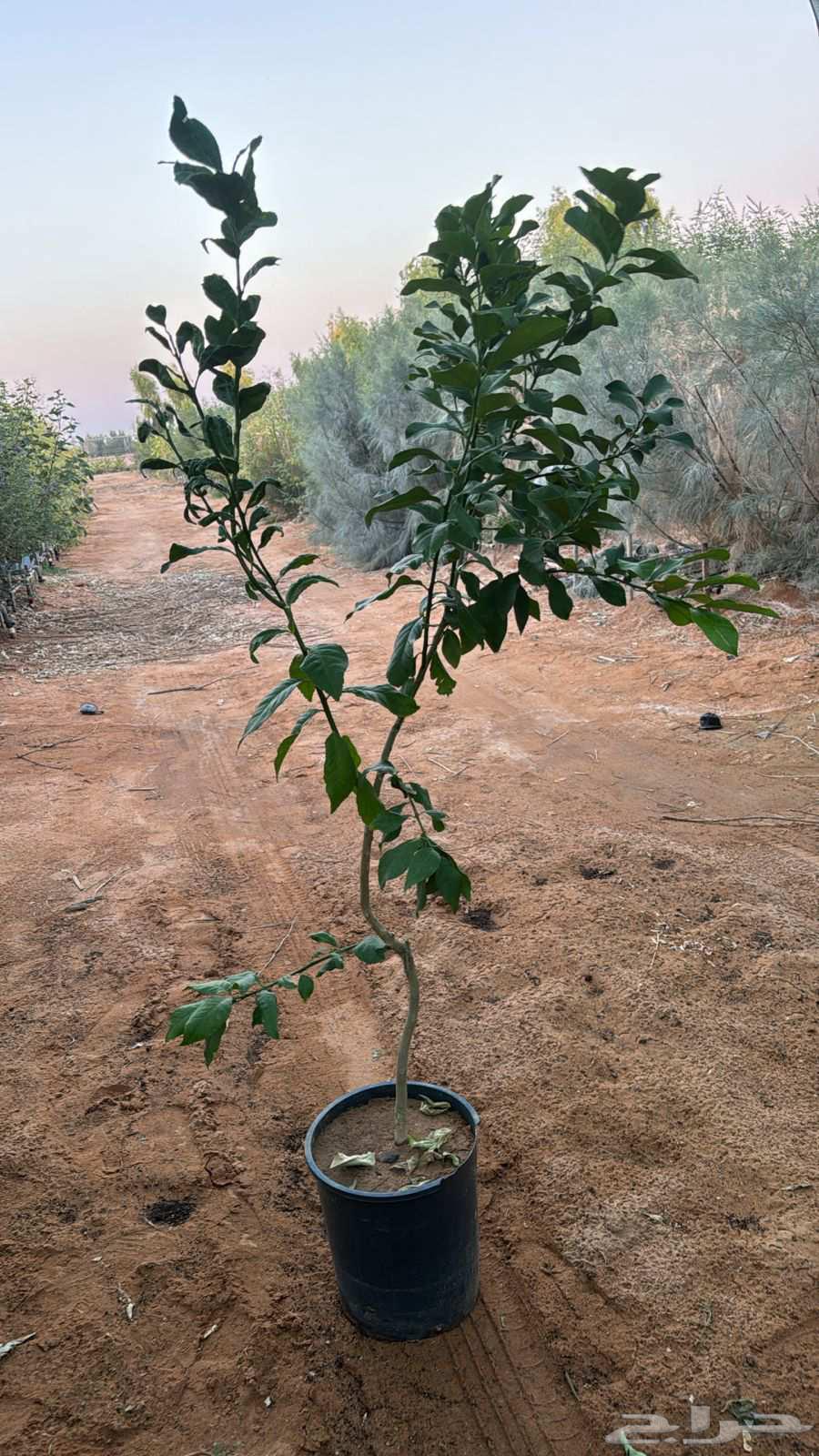 Abu Khalid for General Contracting, installing farm and rest house fences64459928086785112