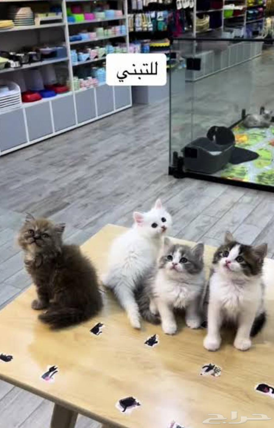 بسه للتبني64459912488451110