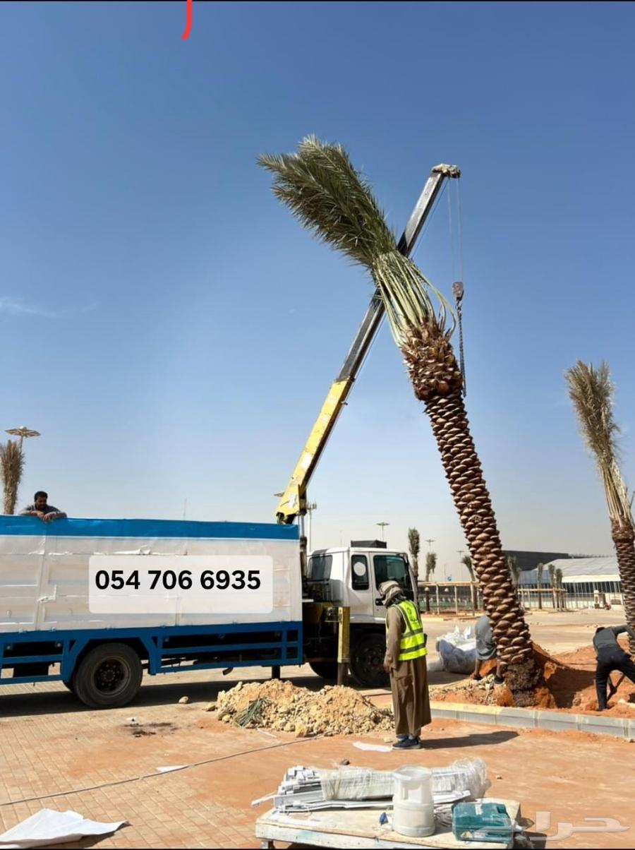 نقل نخل رافعه نخل قشع نخل غرس نخل تقطيع شجر64473853269761112