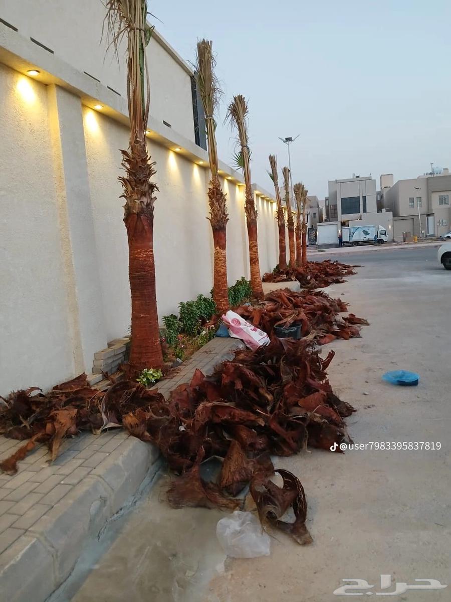 Palm tree trimming, cutting and removal of trees, and natural grass planting64474012770562113