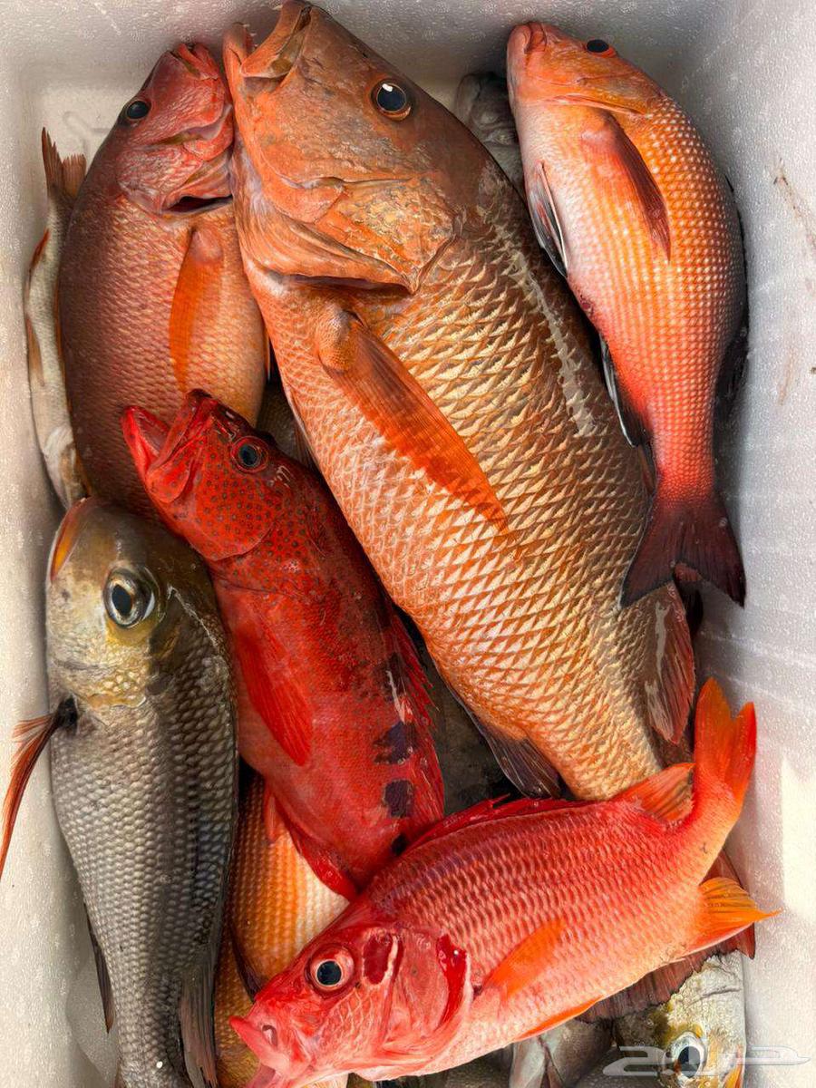 رحلات صيد رحلة بياضه رحلات بحريه64473932011266110