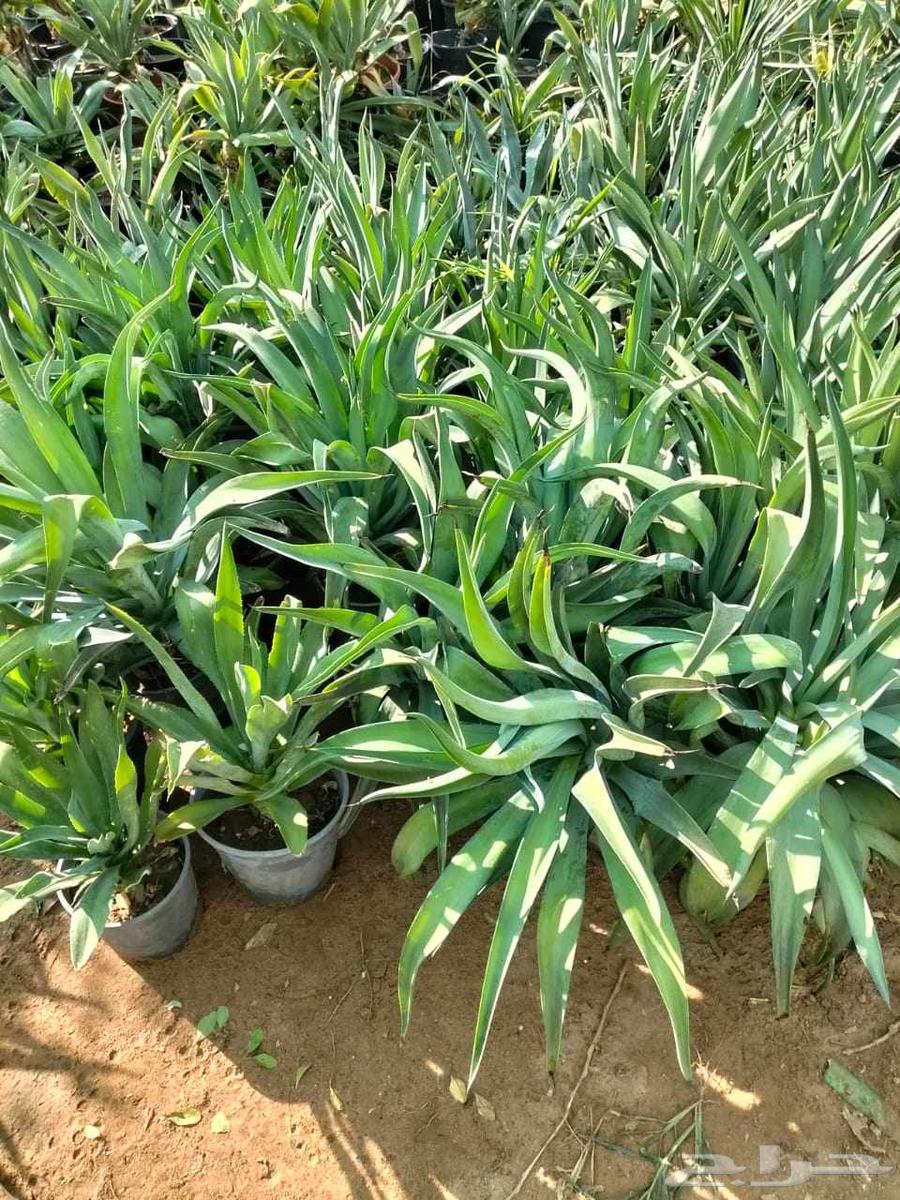 Landscaping and all outdoor spaces at the lowest price in the Kingdom64473821959939114