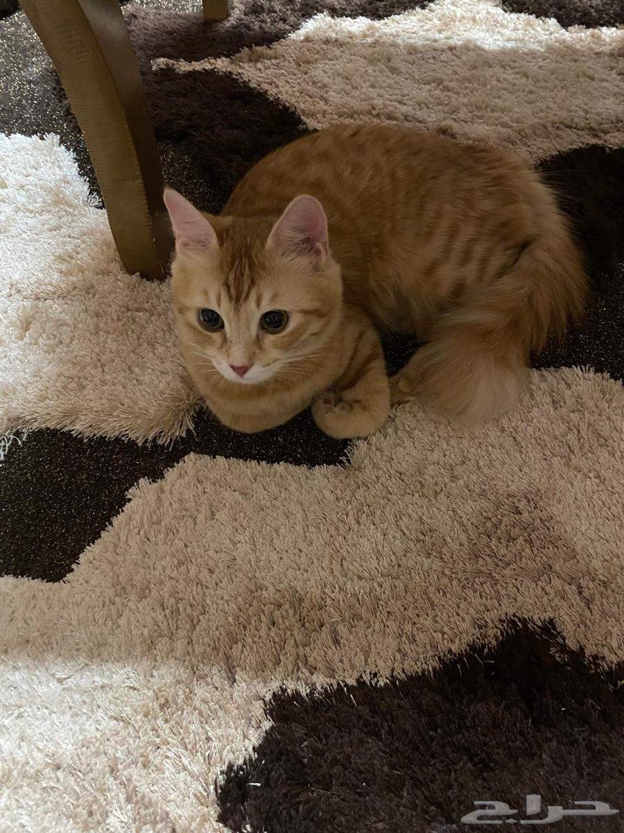 قطة للتبني مجانا64486799256705110