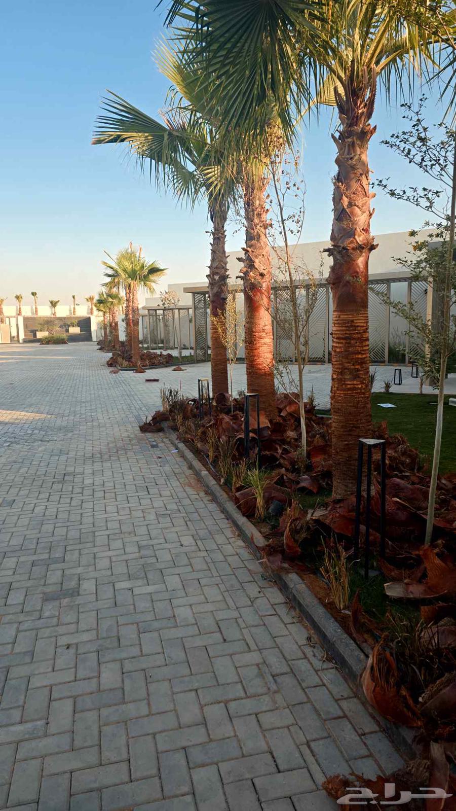 Cleaning palm trees and Shantonia64270729697026110