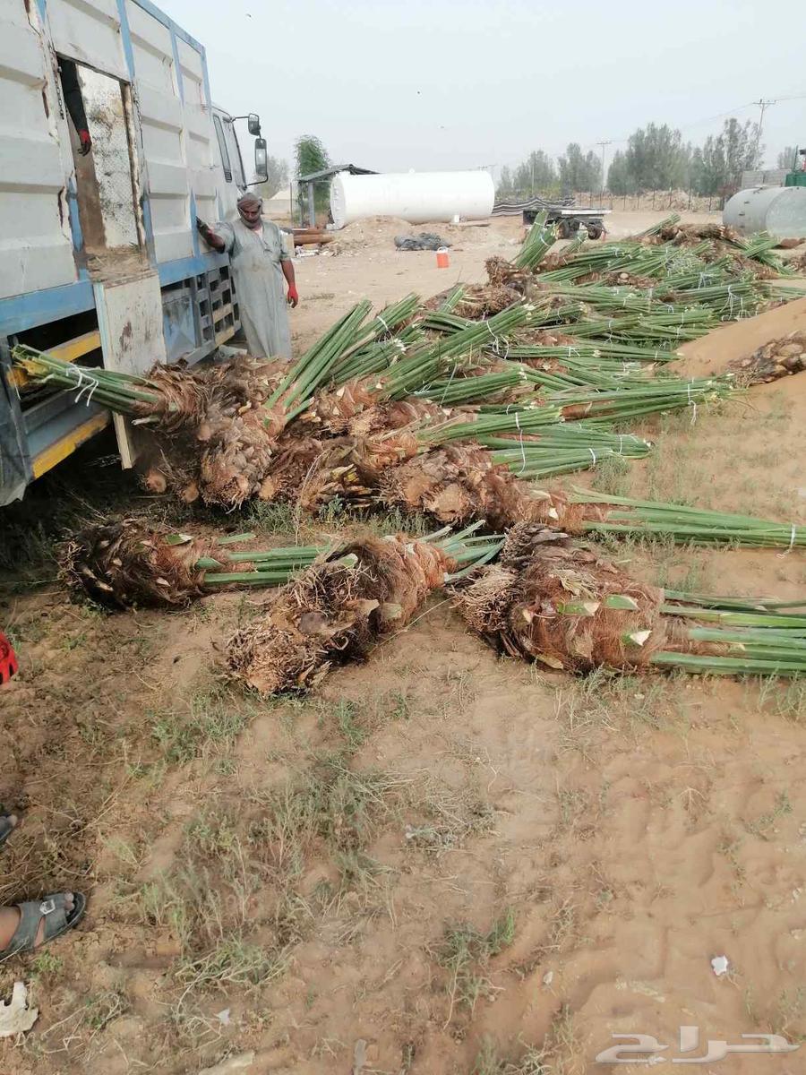 Supply of palm trees and installation of fencing64273585169283114