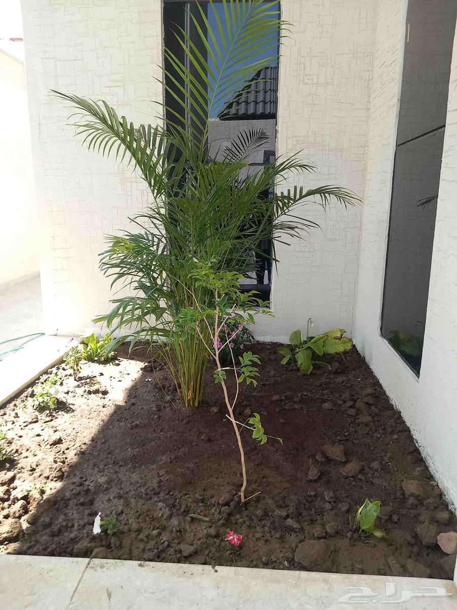 فنى شبكات ري وتقليم الأشجار المثمرة والزينه وتكريب النخل64274476782081112