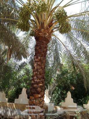 تكريب وتنضيف نخل عربي و شنطني64274313097475112