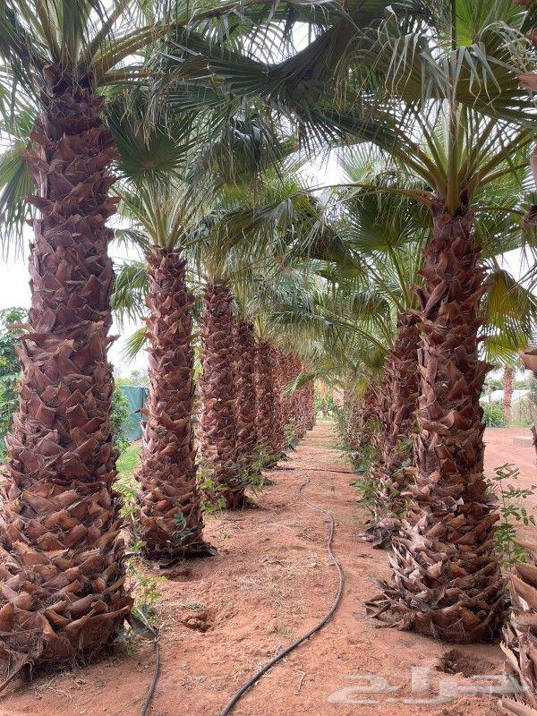 تكريب وتنضيف نخل عربي و شنطني64274313097475113