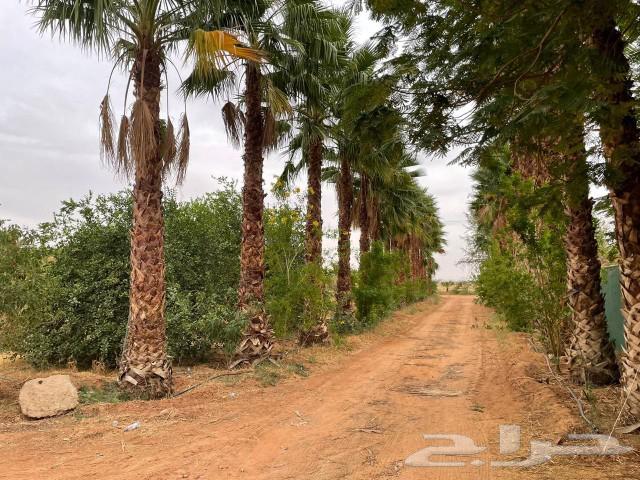 تكريب وتنضيف نخل عربي و شنطني64274313097475114