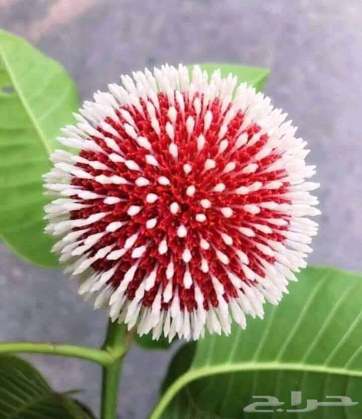 Mrouei Mughfouri Workshop for all blacksmithing works, doors, railings, windows64273585603585114