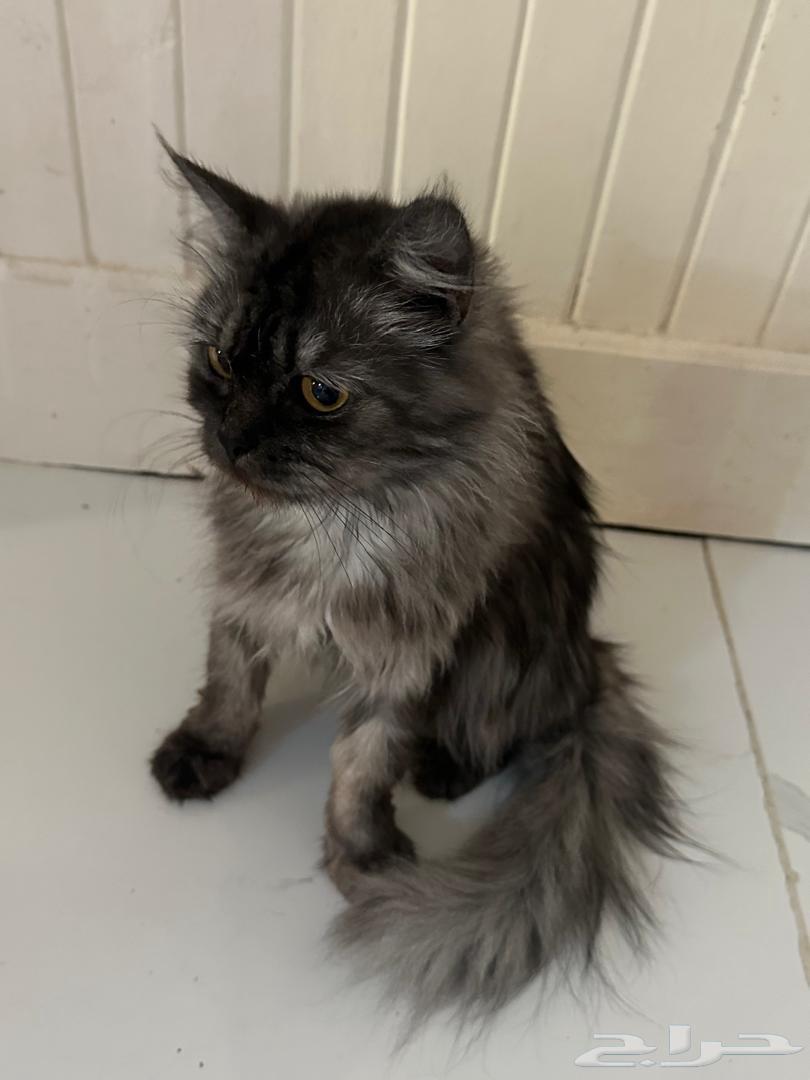 قطط للتبني جده64369645272833114