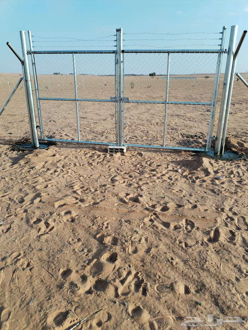 تركيب شبوك وزراعه النخيل64274312406147113