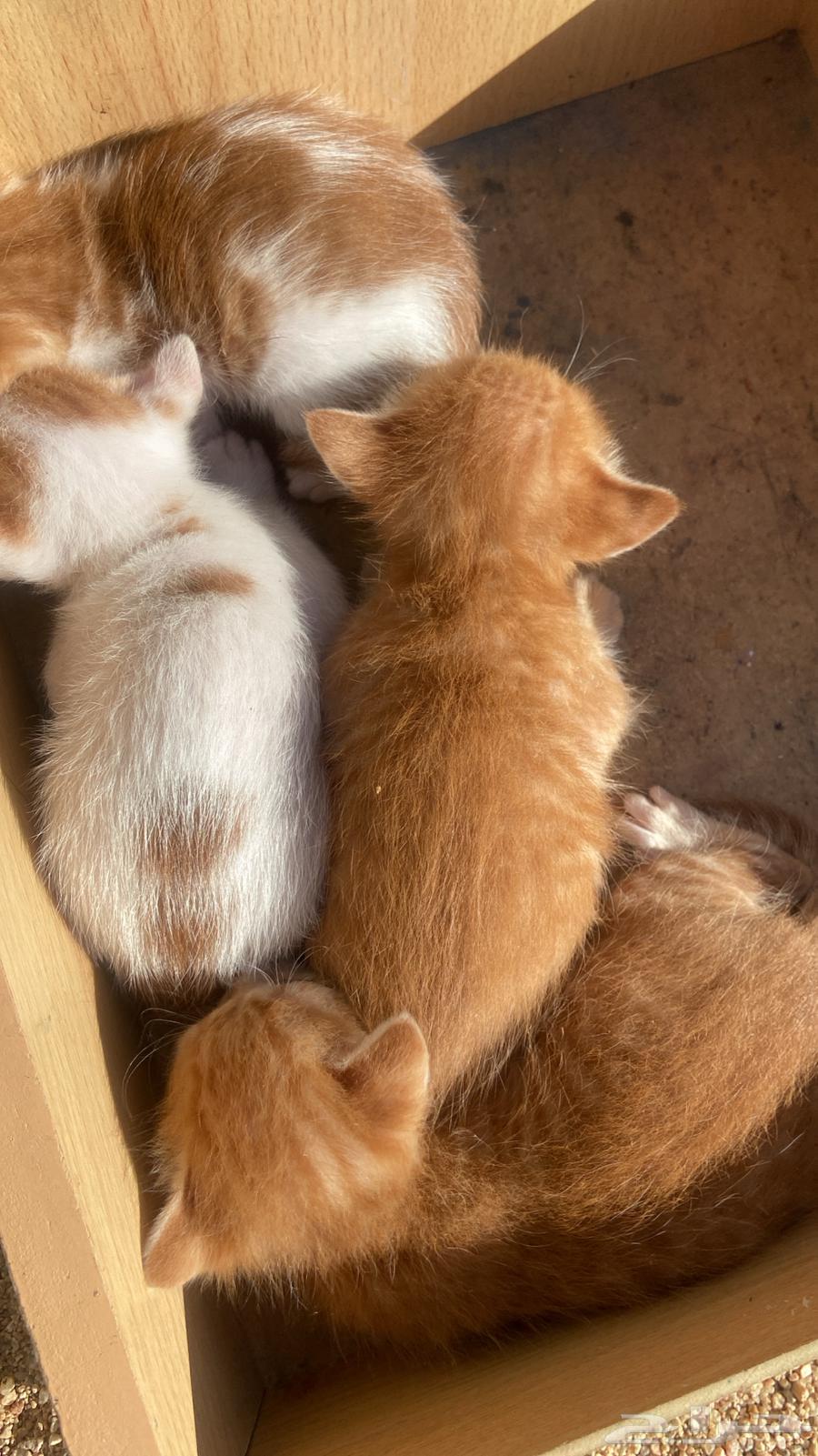 قطط تبني بلدي. أعمارهم ثلاث ايام64474266213378110