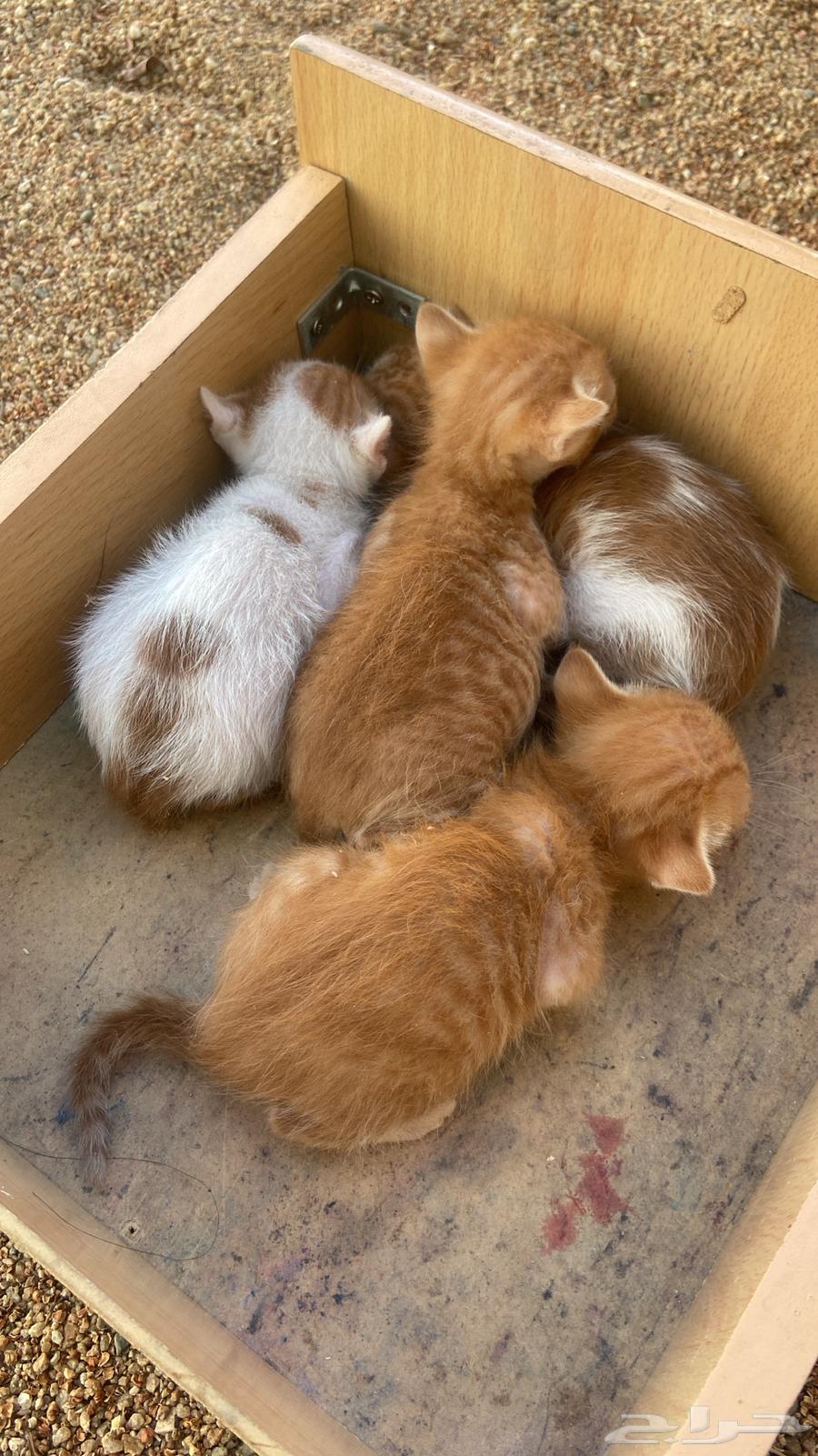 قطط تبني بلدي. أعمارهم ثلاث ايام64474266213378112