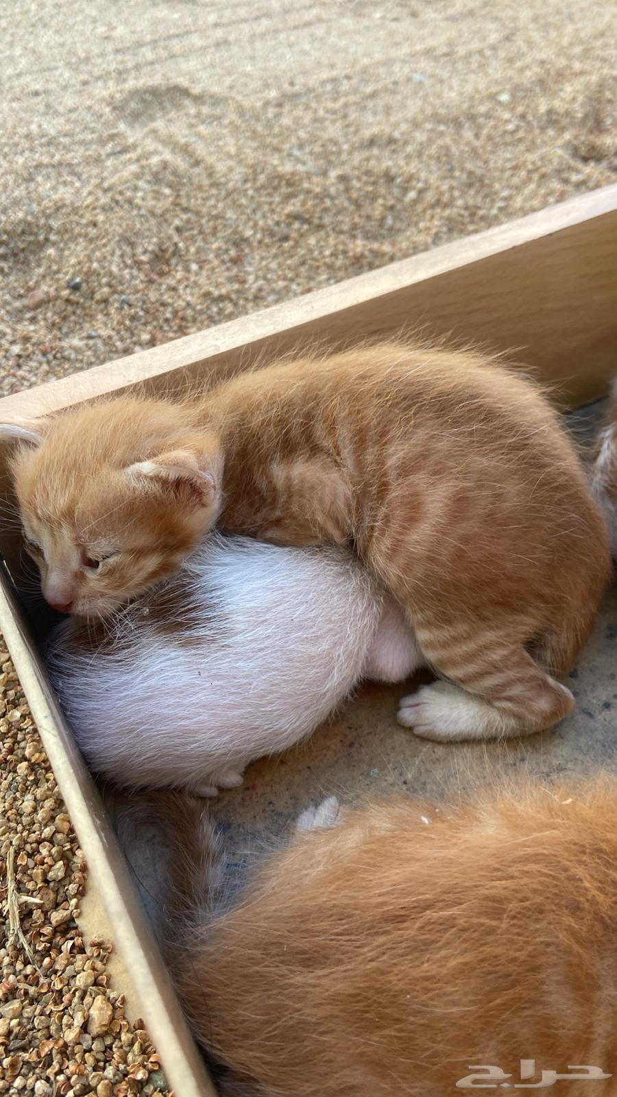 قطط تبني بلدي. أعمارهم ثلاث ايام64474266213378111