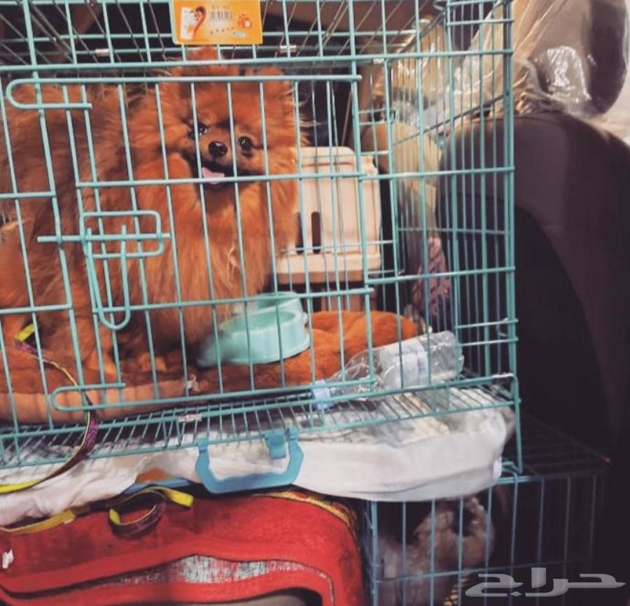 Delivery of pets to all areas of the kingdom, with air conditioning, care, and supervision64474282764162110