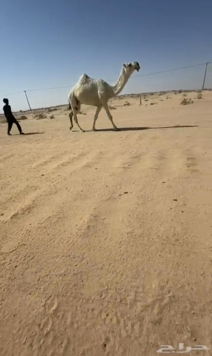 معشر وضحى كفو لها فوق شهرين64474233903361110